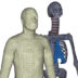 Biofidelic crash test dummy available on Impetus MARKET